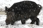 ZWildBoar-Feb9-070046.jpg