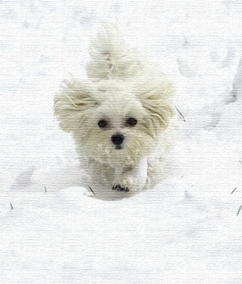 Wow, snow - good camouflage for me
Ключові слова: Dino Maltese snow winter