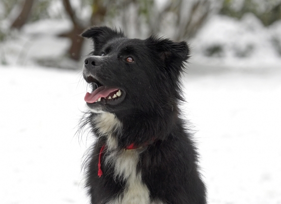 I want that
Ключові слова: Barney Collie X Cross tongue