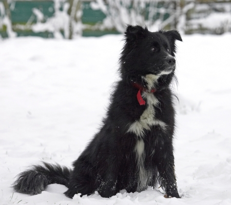 What's all this white stuff?
Keywords: Barney Collie X Cross