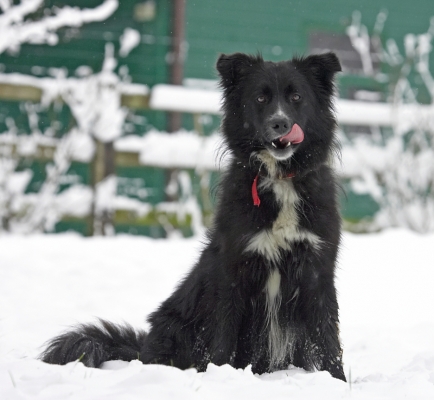 I know, don't eat the yellow snow
Anahtar kelimeler: Barney Collie X Cross tongue snow winter