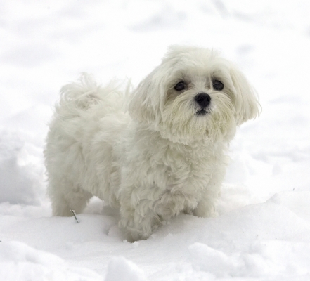 I'm contemplating my options
Keywords: Dino Maltese snow winter