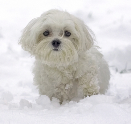What's all this white stuff?
Λέξεις-κλειδιά: Dino Maltese snow winter