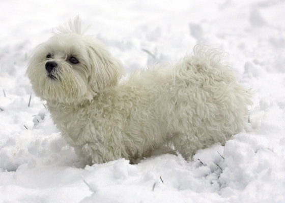 Ooh, my hair's getting ruffled
Keywords: Dino Maltese snow winter