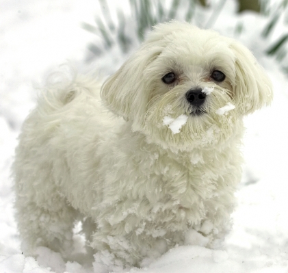 Look, I'm not eating the yellow snow
Keywords: Dino Maltese winter snow