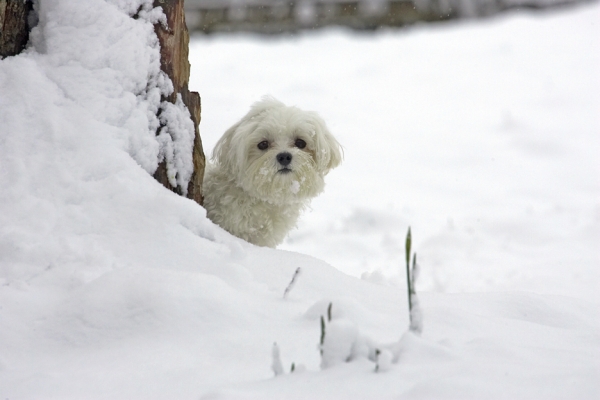 Do you think they can see me?
Keywords: Dino Maltese winter snow
