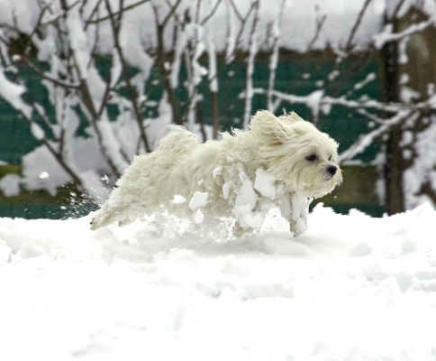 Whee, this is great
Ключови думи: Dino Maltese winter snow