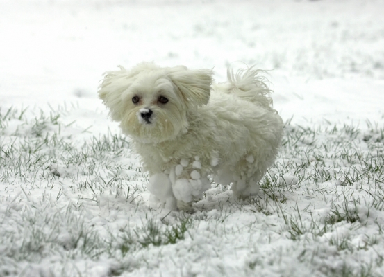I  just love this white stuff
Anahtar kelimeler: Dino Maltese winter snow