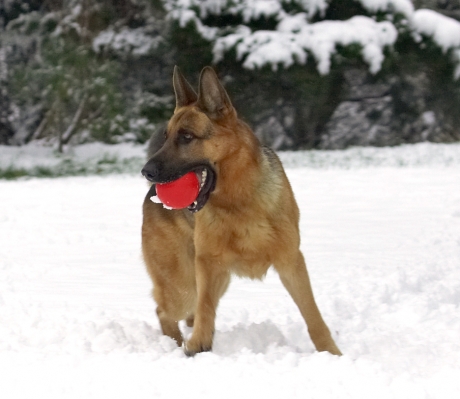 Whaddya want? I'm busy playing
Klíčová slova: Sasha German Shepherd winter snow