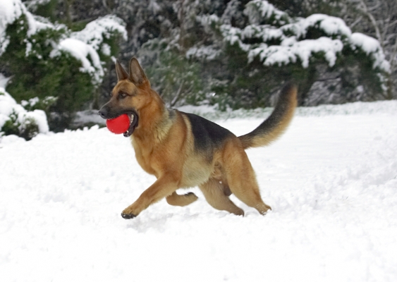 Is that another ball over there?
Klíčová slova: Sasha German Shepherd winter snow