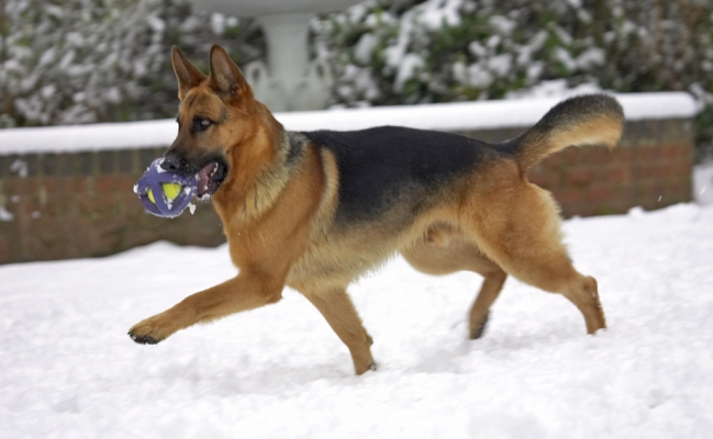 Isn't this cool
Λέξεις-κλειδιά: Sasha German Shepherd