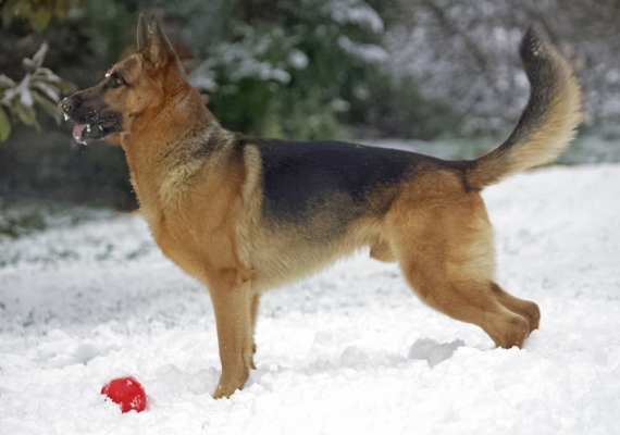 This is the perfect weather for me
Ključne besede: Sasha German Shepherd winter snow