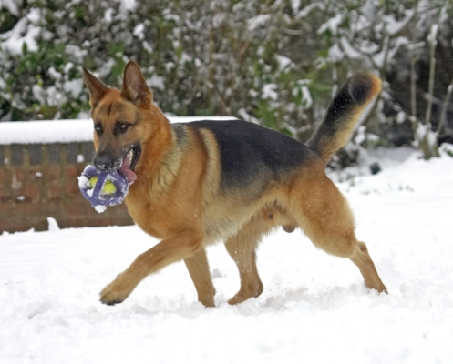 Busy, busy, busy
Keywords: Sasha German Shepherd winter snow