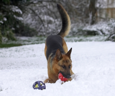 I just love playtime
Anahtar kelimeler: Sasha German Shepherd  winter snow