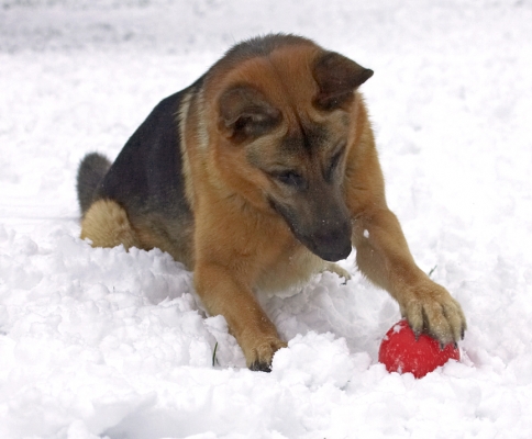 Now, how do you make this ball move?
Schlüsselwörter: Sasha German Shepherd winter snow