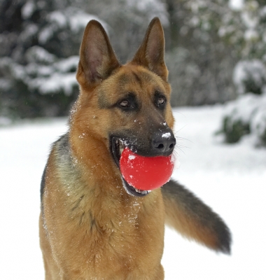I'll bring the ball back when I'm ready
Schlüsselwörter: Sasha German Shepherd winter snow