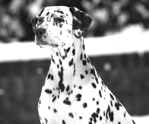 Can they see me?
Ключові слова: Cookie Dalmatian winter snow