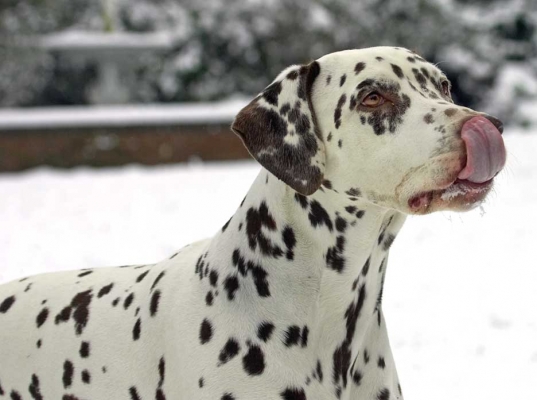 I didn't eat  the yellow snow
Ключові слова: Cookie Dalmatian winter snow