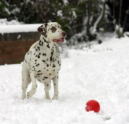 What ball?
Λέξεις-κλειδιά: Cookie Dalmatian winter snow