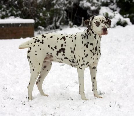 C'mon then, throw it
Keywords: Cookie Dalmatian winter snow