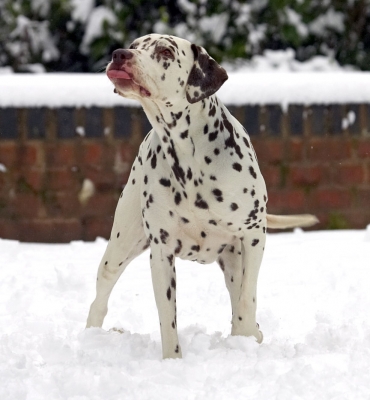 Hurry up, my feet are getting cold
Ключові слова: Cookie Dalmatian winter snow