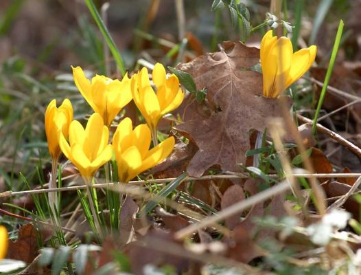 Spring is Coming
Marjorie's photo of the yellow crocus pushing their way up through the autumn leaves.  Is spring finally coming?
Keywords: yellow crocus flower autumn leaves spring