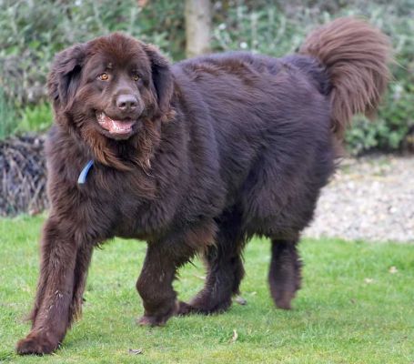Toby the Newfoundland on the Gallop
Ključne besede: Toby Newfoundland gallop large dog big dog Lucies Farm