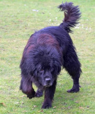 Jemma the Newfoundland
Having a nice sniff in the garden.
Keywords: Jemma Newfoundland garden large dog