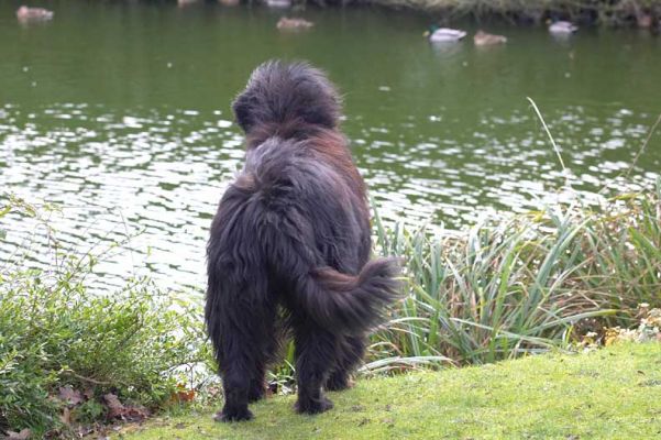 Jemma eyeing up the ducks
Słowa kluczowe: Jemma Newfoundland ducks black
