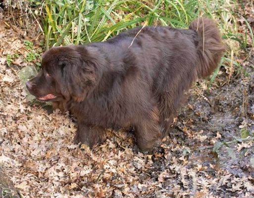 Toby in the Small Stream
Looks like someone will need a bath before they go home.
Palabras clave: Toby Newfoundland stream mud