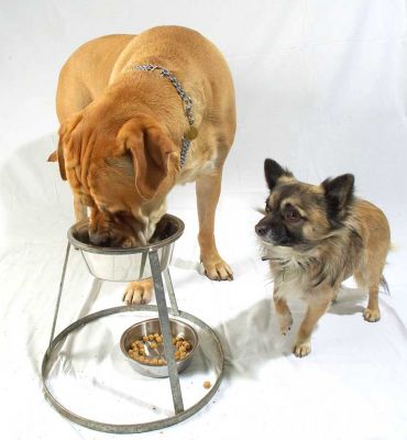 Brutus and Pee Pee Having Their Dinner
Anahtar kelimeler: Brutus Bull Mastiff Pee Pee Chihuahua