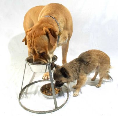 Brutus and Pee Pee Having Their Dinner
Palabras clave: Brutus Bull Mastiff Pee Pee Chihuahua