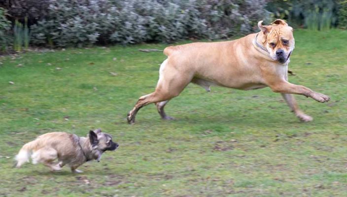 Pee Pee and Brutus
Who's chasing whom?  Pee Pee is a Chihuahua and Brutus is a Bull Mastiff.  They're inseparable.
Ключови думи: Brutus Chihuahua Brutus Bull Mastiff dog boarding running chasing