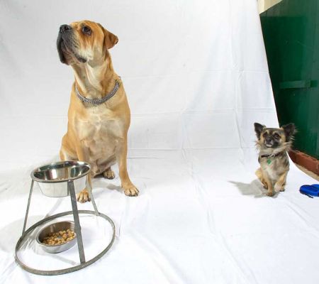 Brutus and Pee Pee Getting Ready to Eat
Palabras clave: Brutus Pee Pee Bull Mastiff Chihuahua dog eating dog bowl