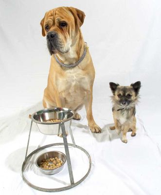 Brutus and Pee Pee Ready to Have Dinner
Mots-clés: Brutus Pee Pee Bull Mastiff Chihuahua