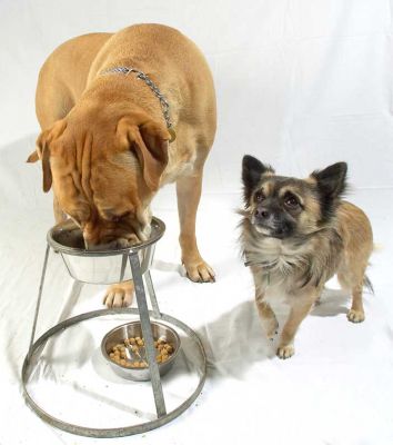 Brutus and Pee Pee Having Dinner
Brutus eats from the top bowl, and Pee Pee from the bottom.  Of course, Pee Pee then has a look to see what Brutus is eating...
Anahtar kelimeler: Brutus Pee Pee Bull Mastiff Chihuahua dog bowls dog food