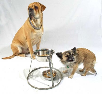Brutus and Pee Pee
Anahtar kelimeler: Brutus Bull Mastiff Pee Pee Chihuahua Peepee