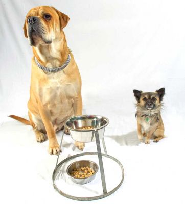 Brutus and Pee Pee
Pee Pee almost looks like a little wind-up toy.
Ключові слова: Brutus Pee Pee Bull Mastiff Chihuahua wind-up toy