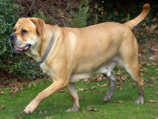 Brutus Running in the Garden
Brutus is a Bull Mastiff.
Keywords: Brutus Bull Mastiff running garden