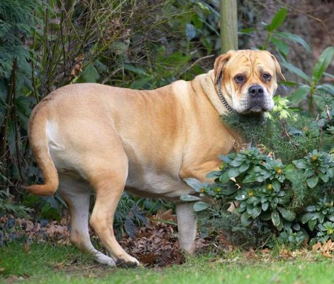 Brutus
He looks a bit like a lion when he goes into the bushes on the side of the garden.
Schlüsselwörter: Brutus Bull Mastiff lion
