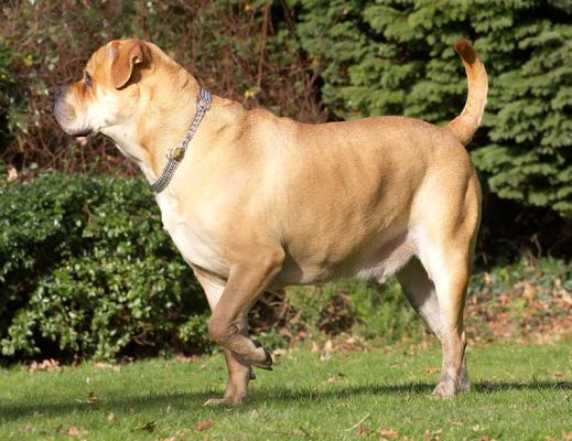 Brutus
Anahtar kelimeler: Brutus Bull Mastiff