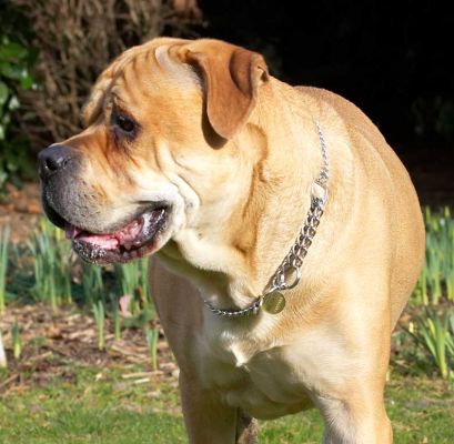 Brutus' Profile
Mots-clés: Brutus Bull Mastiff profile