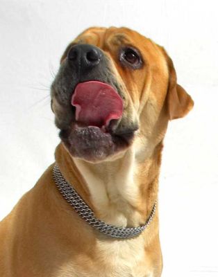 Brutus Licking His Chops
Anahtar kelimeler: Brutus Bull Mastiff tongue lick licking