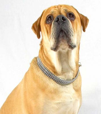 Brutus -- A Portrait
Ключові слова: Brutus Bull Mastiff portrait dog