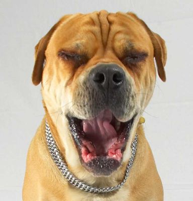 Brutus Yawning
He looks a bit like the [url=http://www.nohmask21.com/eu/momijionir.html]red devil (momiji-oni) mask[/url] from the Japanese Noh theatre.
Trefwoorden: Brutus Bull Mastiff oni mask devil mask Noh theater