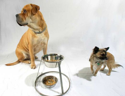 Brutus and Pee Pee Going in Two Different Directions
Ключові слова: Brutus Pee Pee Bull Mastiff Chihuahua dog