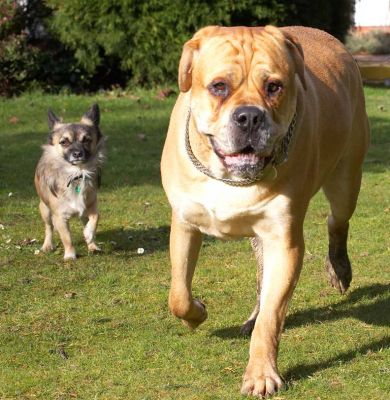 Here Come Pee Pee and Brutus
Ключові слова: Pee Pee Brutus Bull Mastiff running dogs