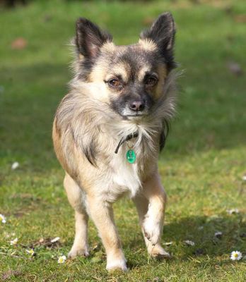 Pee Pee The Chihuahua
Anahtar kelimeler: Pee Pee Chihuahua