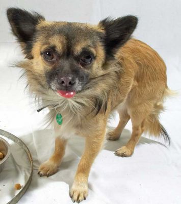 Pee Pee Licking His Chops
Keywords: Pee Pee Chihuahua licking chops tongue dog small dog