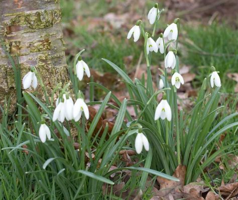 Snow Drops in the Whitecroft Garden
End of Feburary 2006
Palabras clave: Whitecroft garden snowdrops snow drops flowers spring